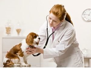 Thủ tục cấp, cấp lại, thu hồi Giấy chứng nhận đủ điều kiện kinh doanh thuốc thú y