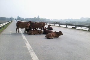 Đâm vào bò thả rông trên đường giao thông có phải đền
