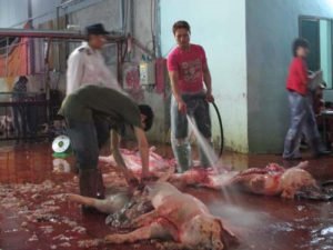 Các yêu cầu khi giết mổ lợn để kinh doanh