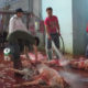 Các yêu cầu khi giết mổ lợn để kinh doanh