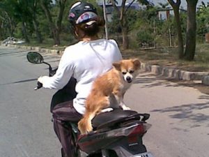 Mức phạt khi chở chó mèo trên phương tiện giao thông?